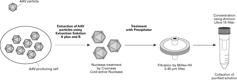 Summary of the AAV particle purification protocol using the AAVpro Purification Kit Maxi (All Serotypes)