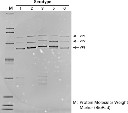 Purity of viral particles collected using the AAVpro Purification Kit Maxi (All Serotypes)