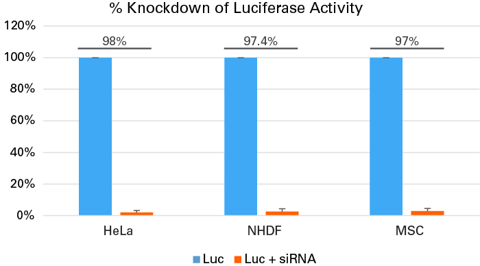 Successful knockdown in primary cells and cell lines treated with siRNA