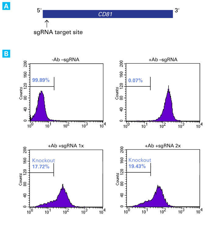 Functional knockout of the endogenous CD81 gene by sgRNA transfection