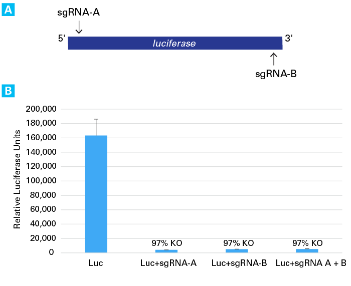 Knockout of the luciferase gene by sgRNA transfection