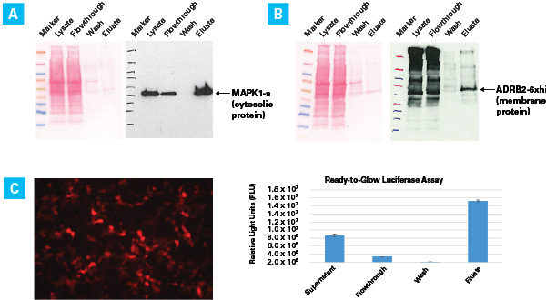 High yield and activity of his-tagged Metridia luciferase purified using the Capturem His-Tagged Purification Maxiprep Kit