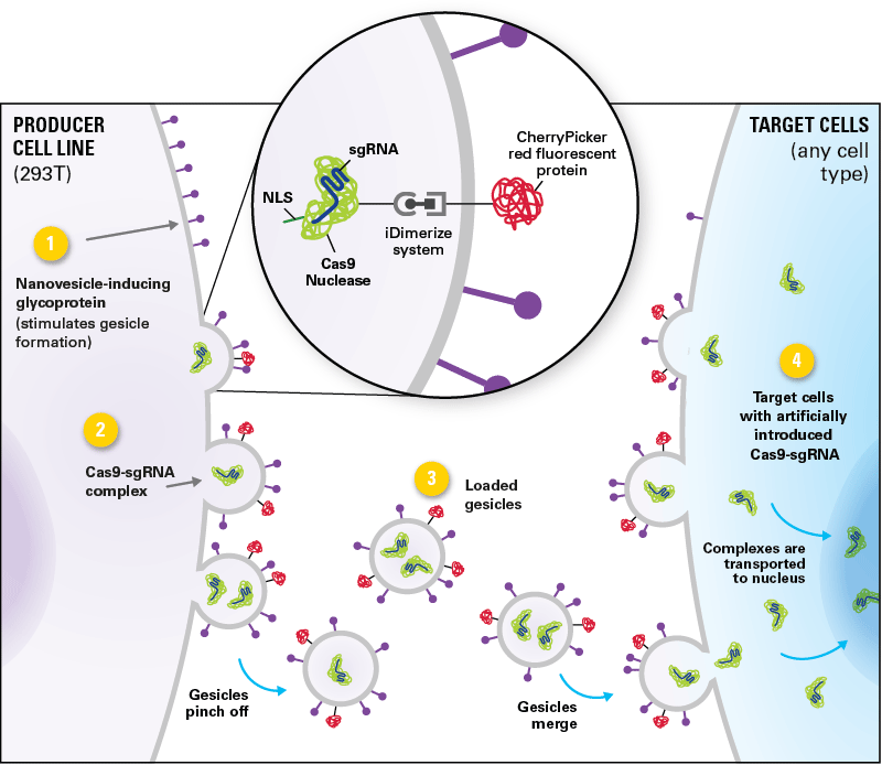 Gesicle production overview for delivery of Cas9-sgRNA