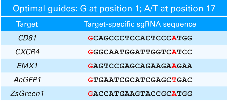 Optimal sgRNA design strategies when using gesicles