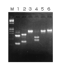 takara pcr human papillomavirus detection set