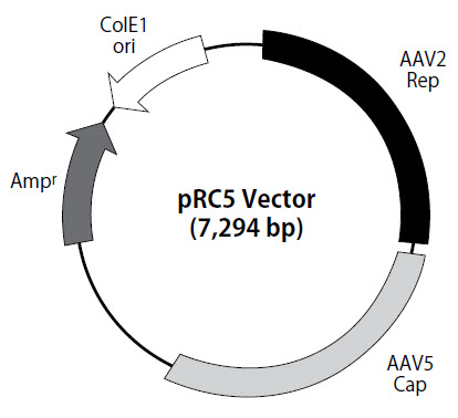 pRC5 vector map