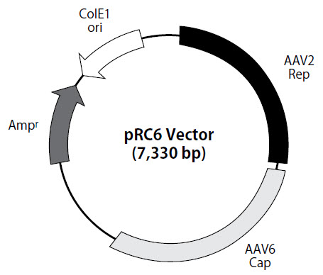 pRC6 vector map