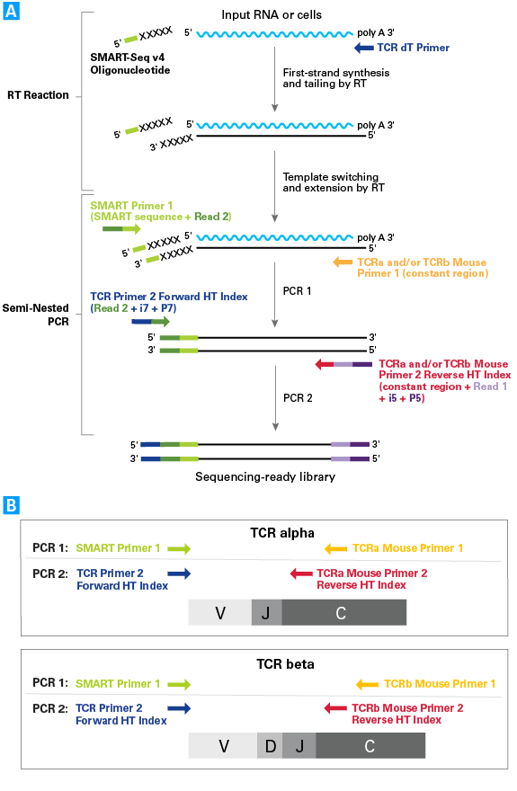 Library preparation workflow and PCR strategy for TCR profiling using the SMARTer approach