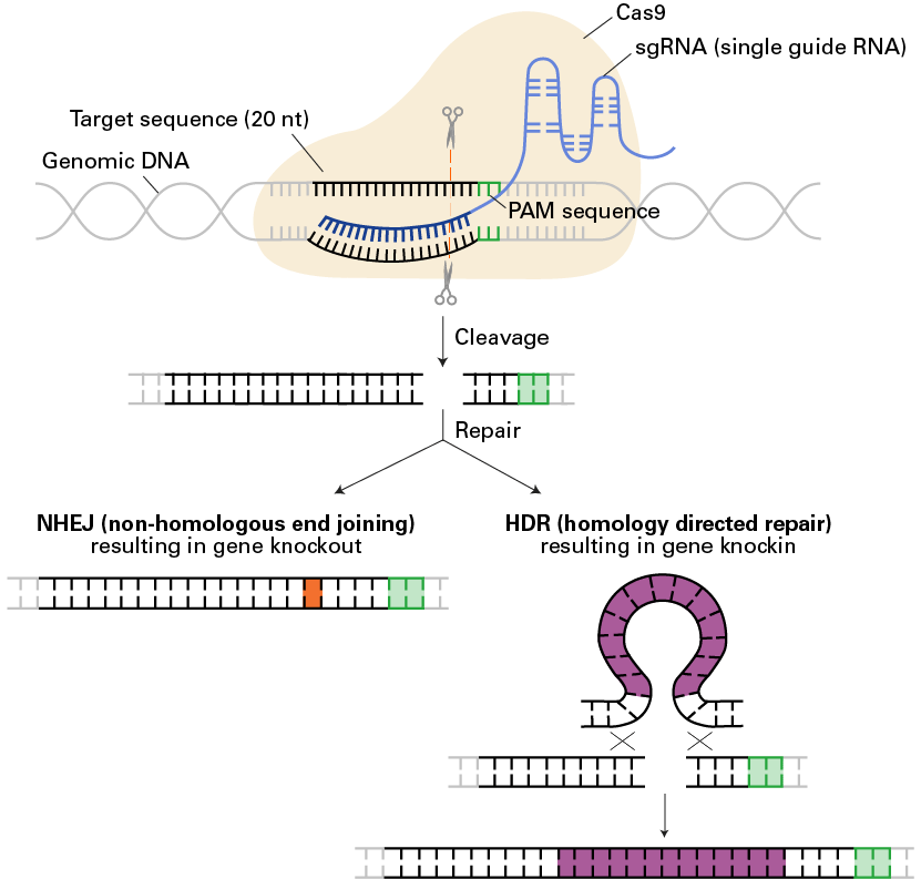 The CRISPR/Cas9 system, a simple, RNA-programmable method to mediate genome editing in mammalian cells