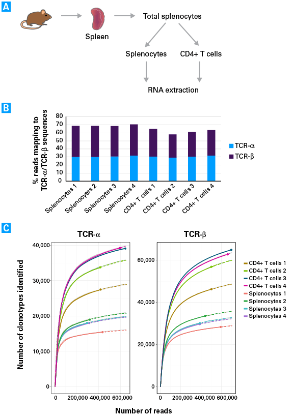 Assessment of TCR diversity in mouse spleen samples with the SMARTer Mouse TCR a/b Profiling Kit