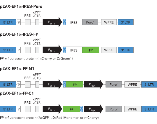 Lentiviral vector systems with EF-1 alpha promoters