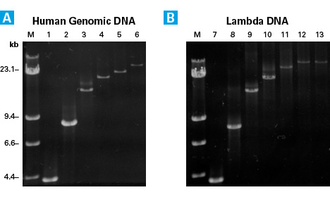 Advantage Genomic LA Polymerase Mix amplifies a wide range of target sizes