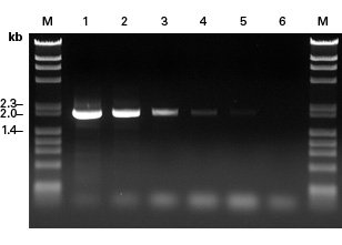 Advantage GC Genomic LA exhibits high sensitivity on GC-rich targets