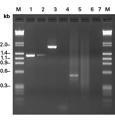Increased yields from GC-rich templates with Advantage GC Genomic LA Polymerase Mix