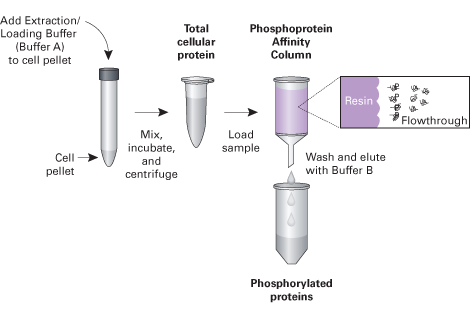 Overview of the Phosphoprotein Enrichment procedure