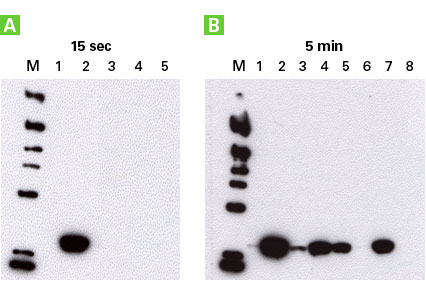 The mCherry Monoclonal Antibody differentiates red fluorescent proteins