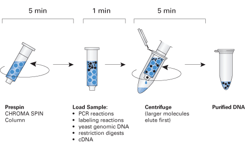 Schematic of the CHROMA SPIN purification protocol