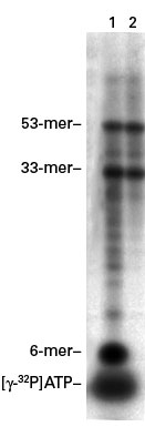 Size selection for removal of small oligonucleotides