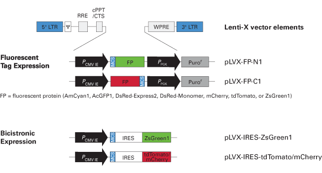 Lentiviral vectors with fluorescent proteins