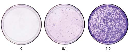 High-titer lentivirus production