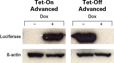 Induced luciferase expression in Tet-On Advanced and Tet-Off Advanced Expression systems