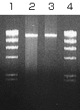 PCR products obtained using the LA PCR Genome Set