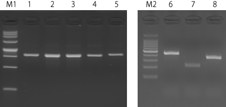 Amplification of DNA extracted from various microorganisms using MightyPrep Reagent for DNA