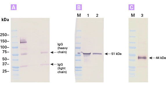 Western blot analysis of column fractions obtained using Clontech’s Glycoprotein Enrichment Resin demonstrates the specific enrichment of high-abundance and low-abundance serum glycoproteins