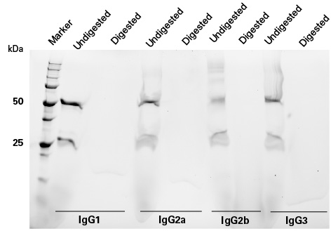 Digestion of different mouse antibody isotypes with Capturem Pepsin