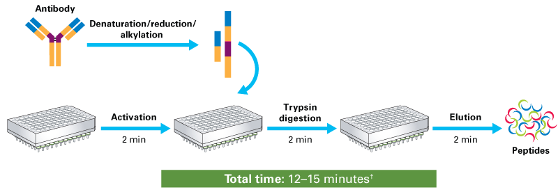 Capturem trypsin-functionalized membranes