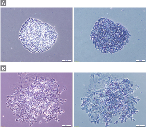 Cellartis 3i mES/iPSC Culture Medium maintains mouse ES cells in a homogeneous, undifferentiated state.