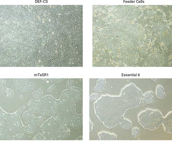 Human iPS cells grown in the Cellartis DEF-CS Culture System look different from those grown with traditional aggregate culture techniques