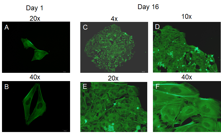 Human induced pluripotent stem (iPS) cells can be passaged as single cells in the Cellartis DEF-CS Culture System