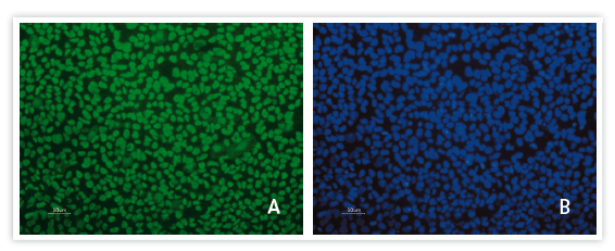 Human pluripotent stem cells remain undifferentiated when cultured in the Cellartis DEF-CS Culture System