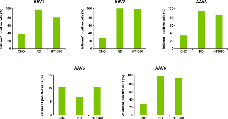 Infection capacity of AAV particles purified with the AAVpro Purification Kit Maxi (All Serotypes)