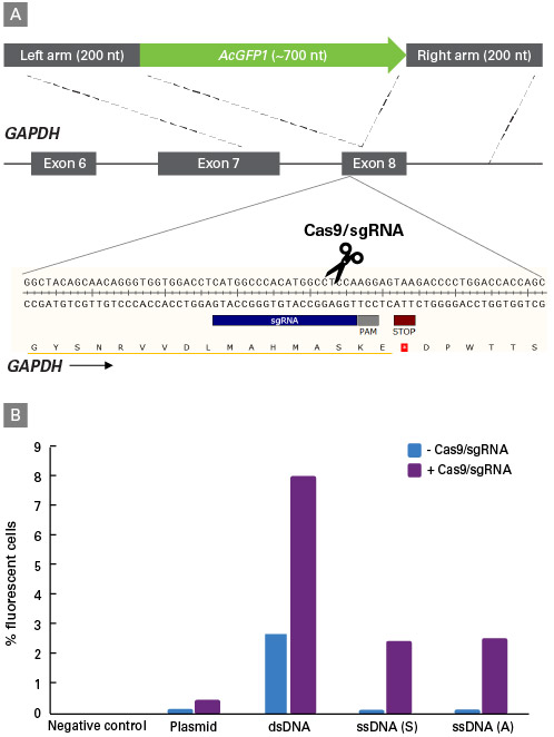 Efficient editing and with negligible off-target insertion using ssDNA donor templates.