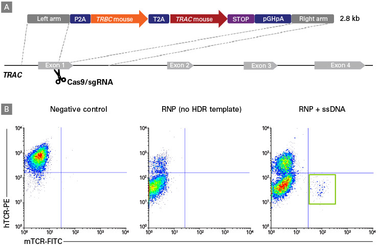 Knockin of murine T-cell receptor α- and β-chains at the TRAC locus in human CD3+ T cells.