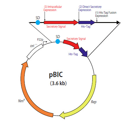 pBIC vector map