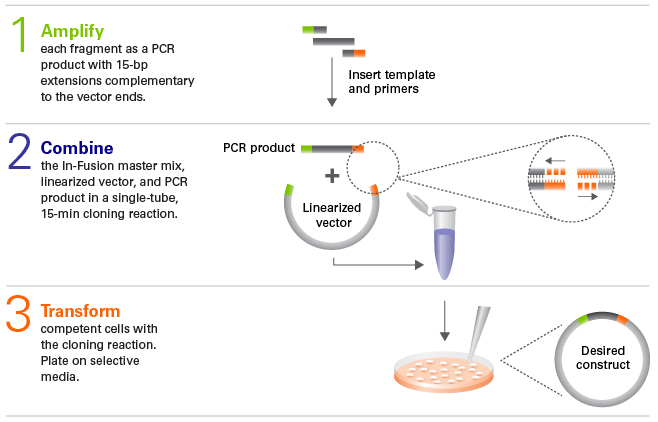 The In-Fusion cloning protocol