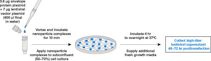 Workflow for pseudovirus production using Lenti-X Packaging Single Shots (Envelope-Free)