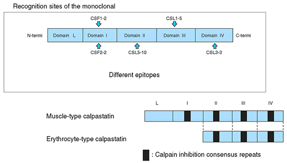 Recognition Sites of the Anti-Human Calpastatin Antibodies