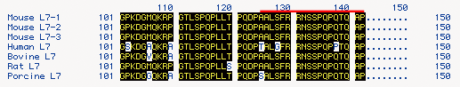 Alignment of C-terminal amino acid sequence of mouse,  human, bovine, rat, and pig L7/Pcp2 homologs
