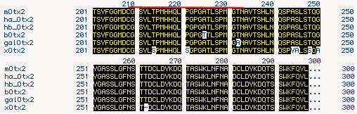 Alignment of the C-terminal amino acid sequences of several Otx2 homologs