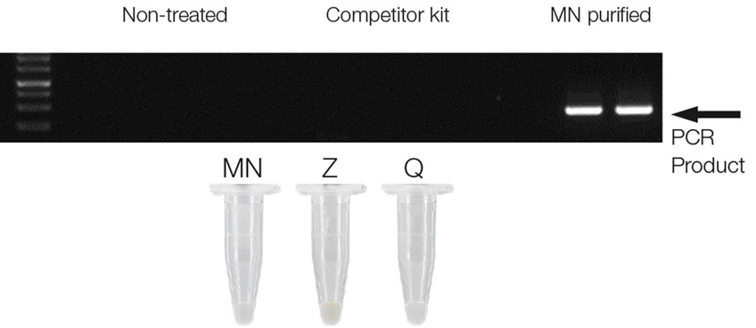 Efficient DNA amplification following cleanup with NucleoSpin Inhibitor Removal