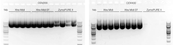 Reliable plasmid purification from large quantities of cells with NucleoBond Xtra Midi and NucleoBond Xtra Midi EF