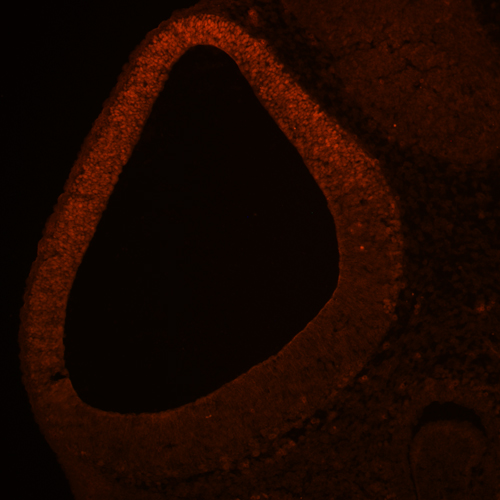 Immunohistochemical Staining with Polyclonal Antibody to Mouse Emx1 (Cat