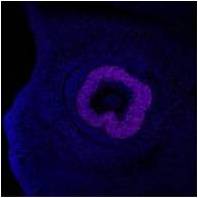 Immunohistochemical Staining with Anti-Human/Mouse Rx, Polyclonal (Guinea Pig) (Cat