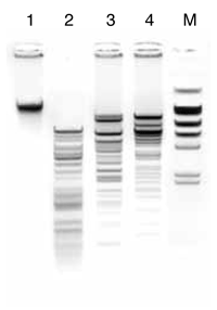 NucleoBond Xtra BAC is suitable for restriction digestion: BAC DNA (300 kb) was isolated in triplicate from 500 ml E. coli DH5a using NucleoBond Xtra BAC and competitor products (Q and I)