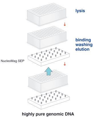 The NucleoMag Blood procedure (sample size: 200 µl)