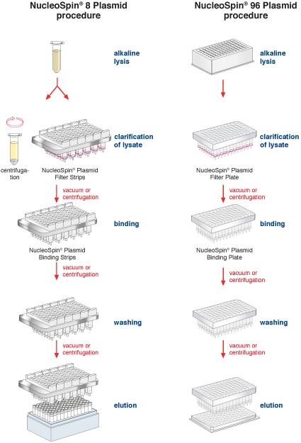 The NucleoSpin 8/96 Procedure